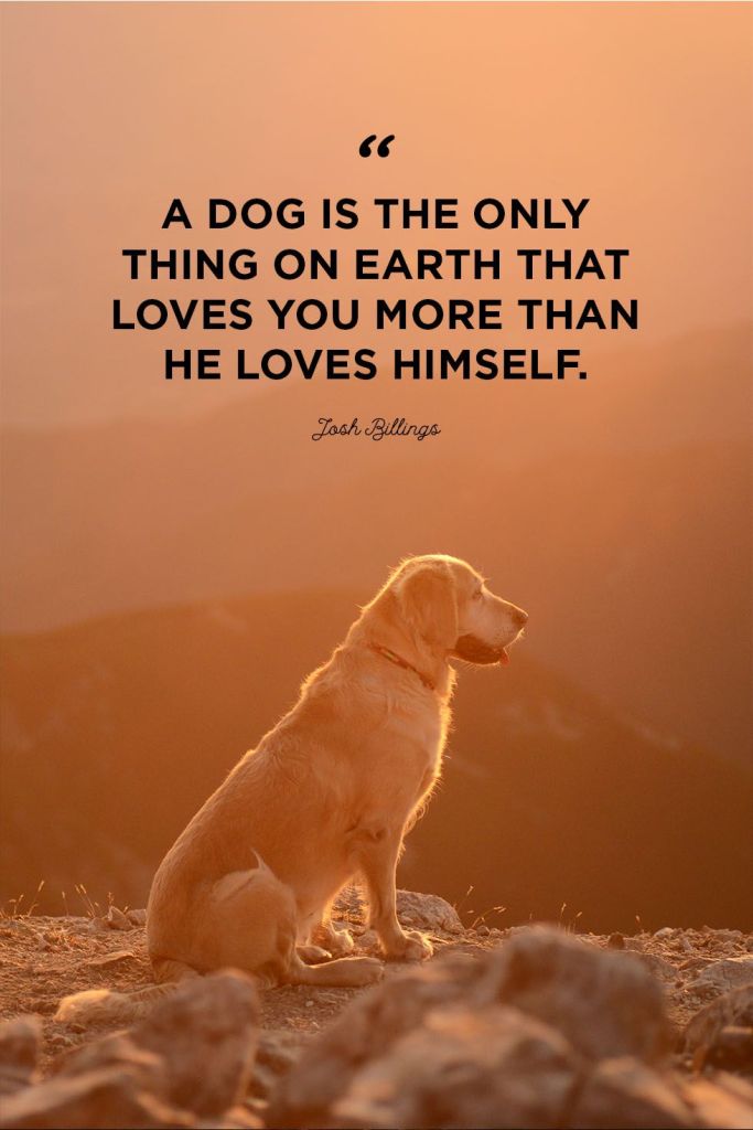 A dog is the only thing on earth that loves you more than he loves himself. - Josh Billings