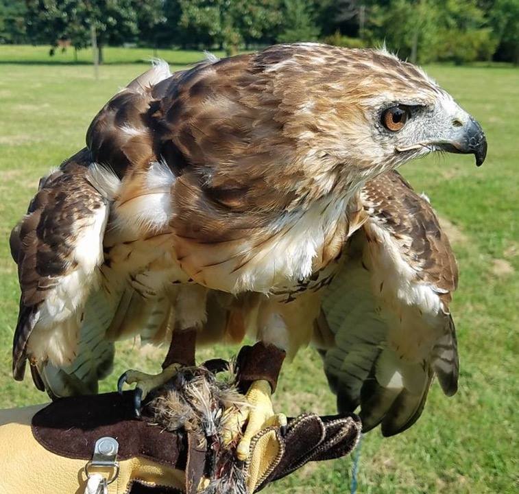 Red Tailed Hawk
