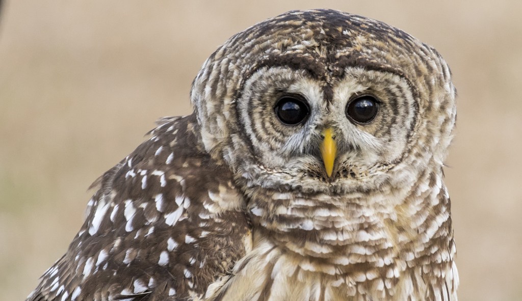 Barred Owl