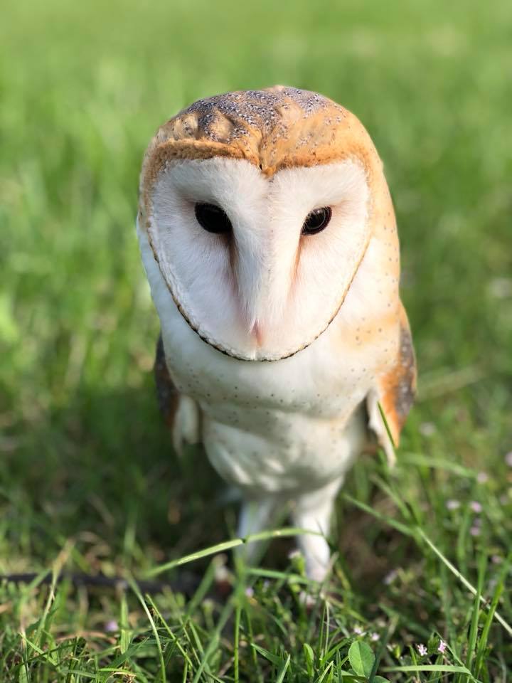 Barn Owl