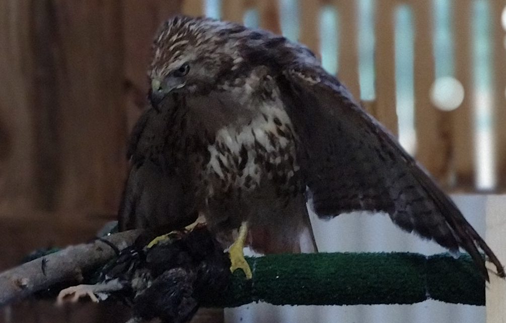 Red Tailed Hawk