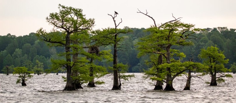 Reelfoot Lake State Park, Tennessee
