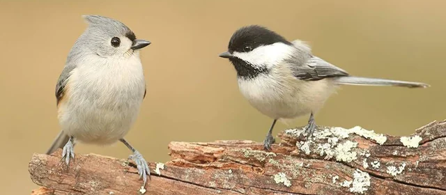 Tufted Titmouse and Chickadee