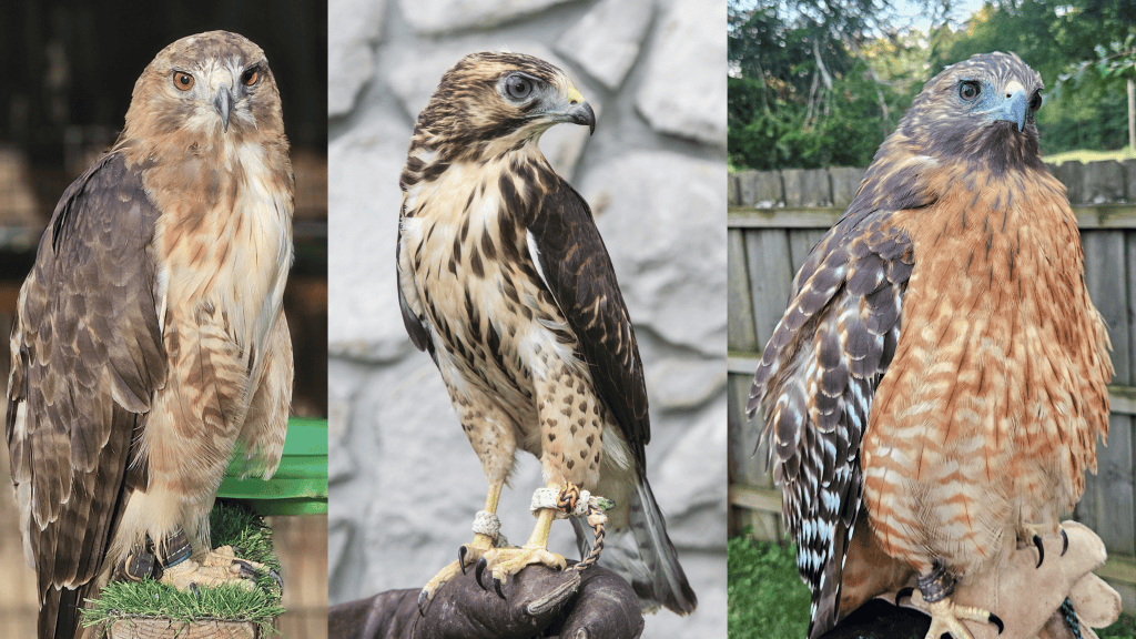 Three hawks