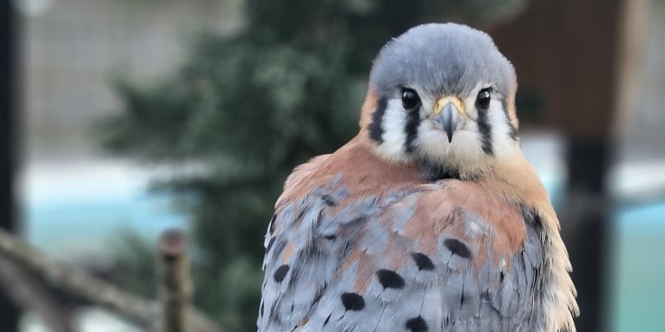 American Kestrel