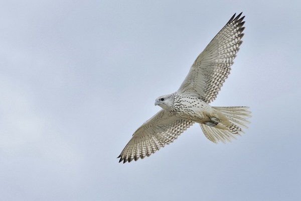 White Gyrfalcon